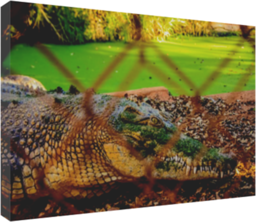 Never Smile at a Crocodile