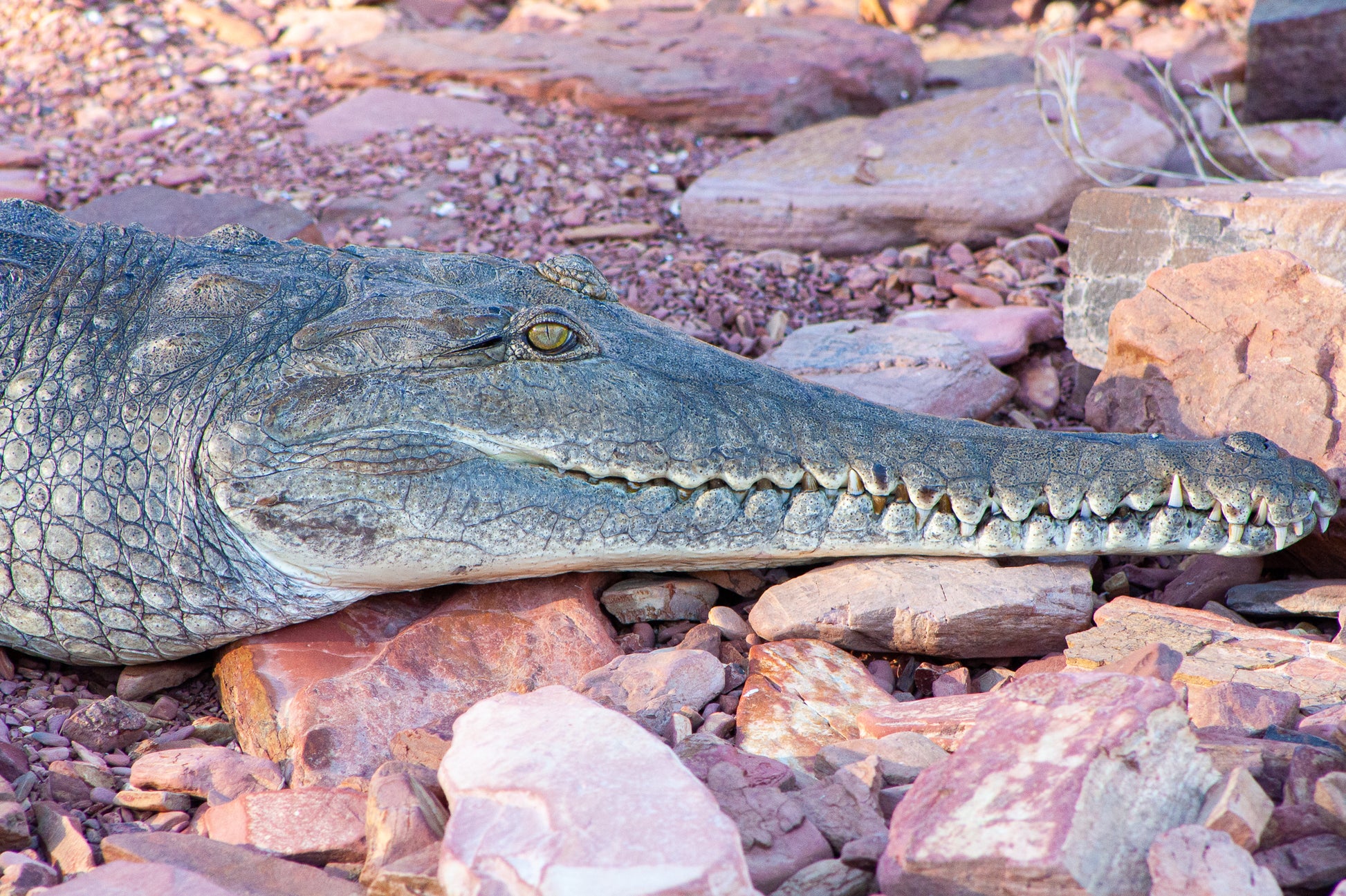 Lake Argyle Local