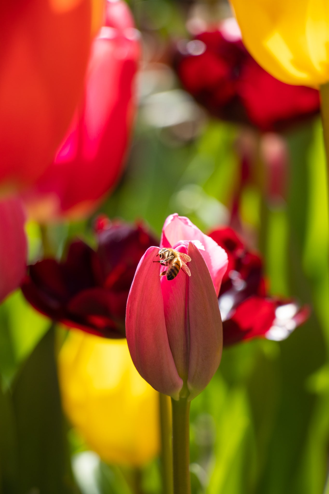 Bee and Tulip