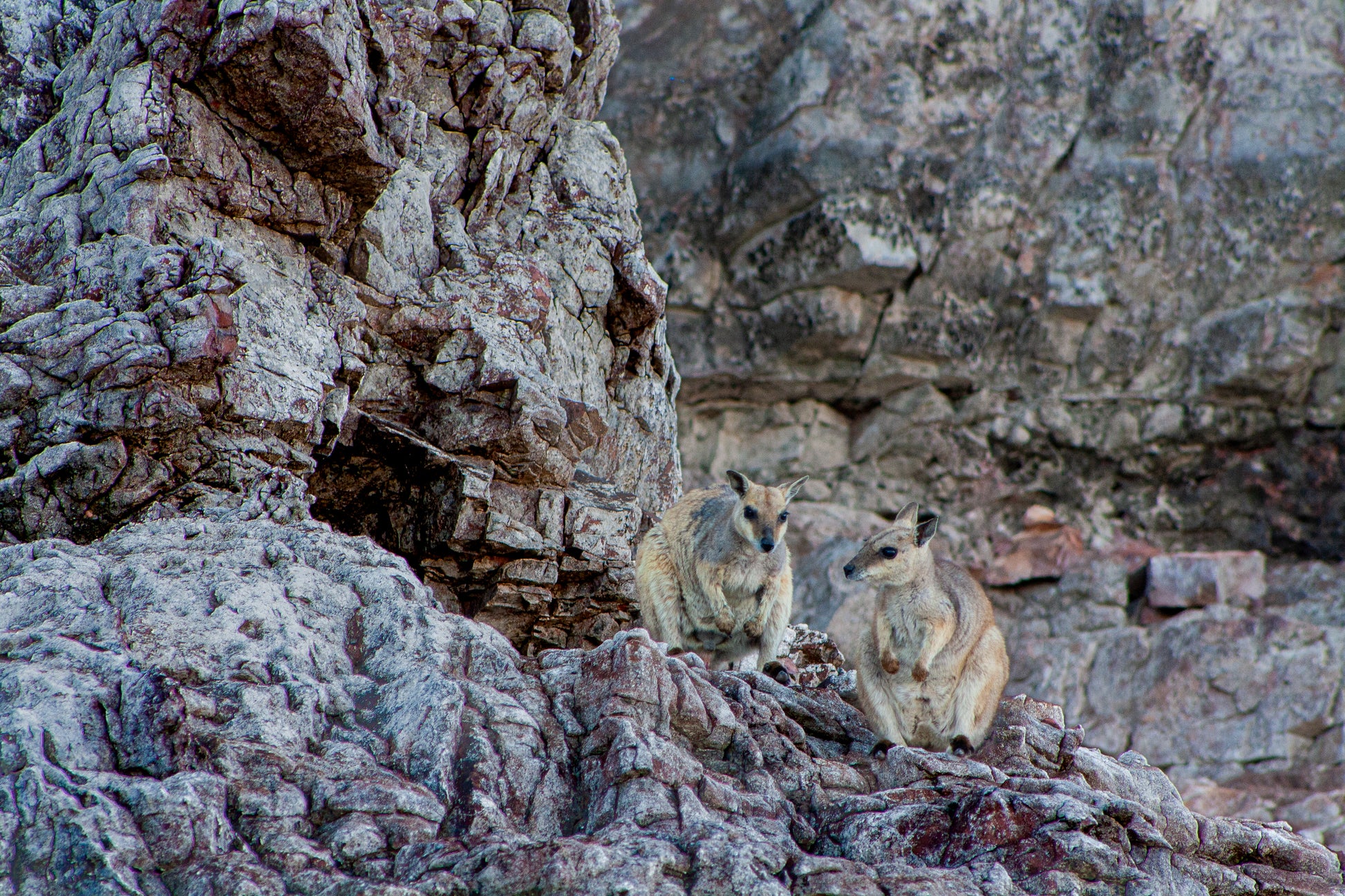 Rock Wallabies