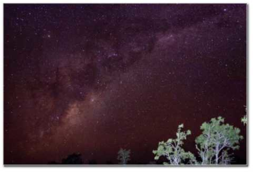 Trees Under the Milky Way