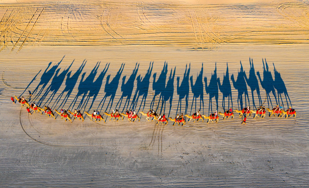 Camels of Cable Beach