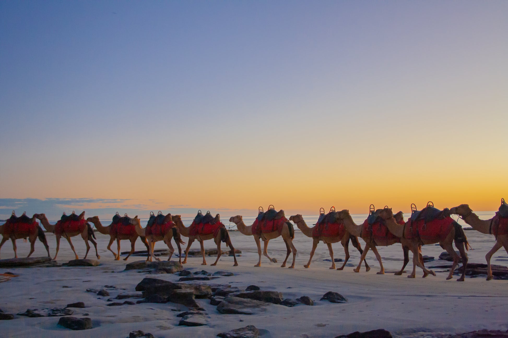Camels by Sunset