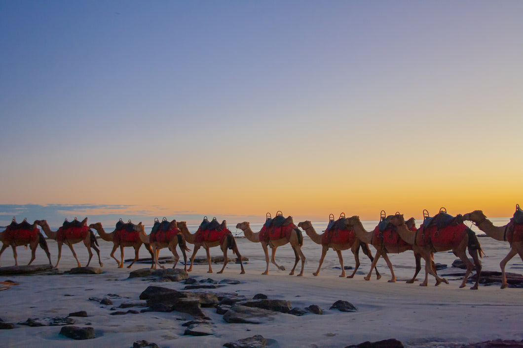 Camels by Sunset