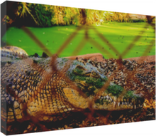 Load image into Gallery viewer, Never Smile at a Crocodile
