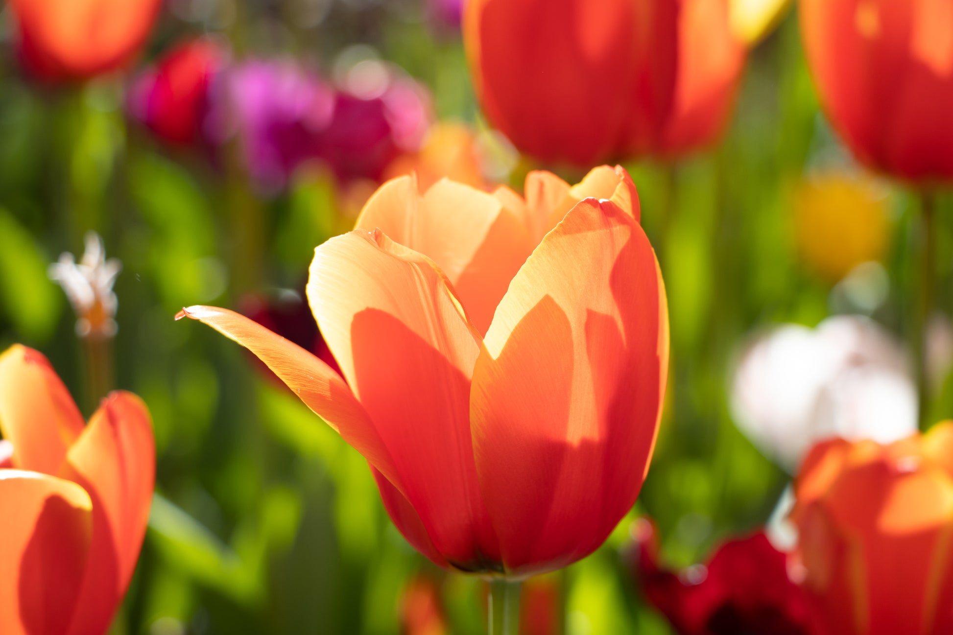 Orange Tulips at Araluen