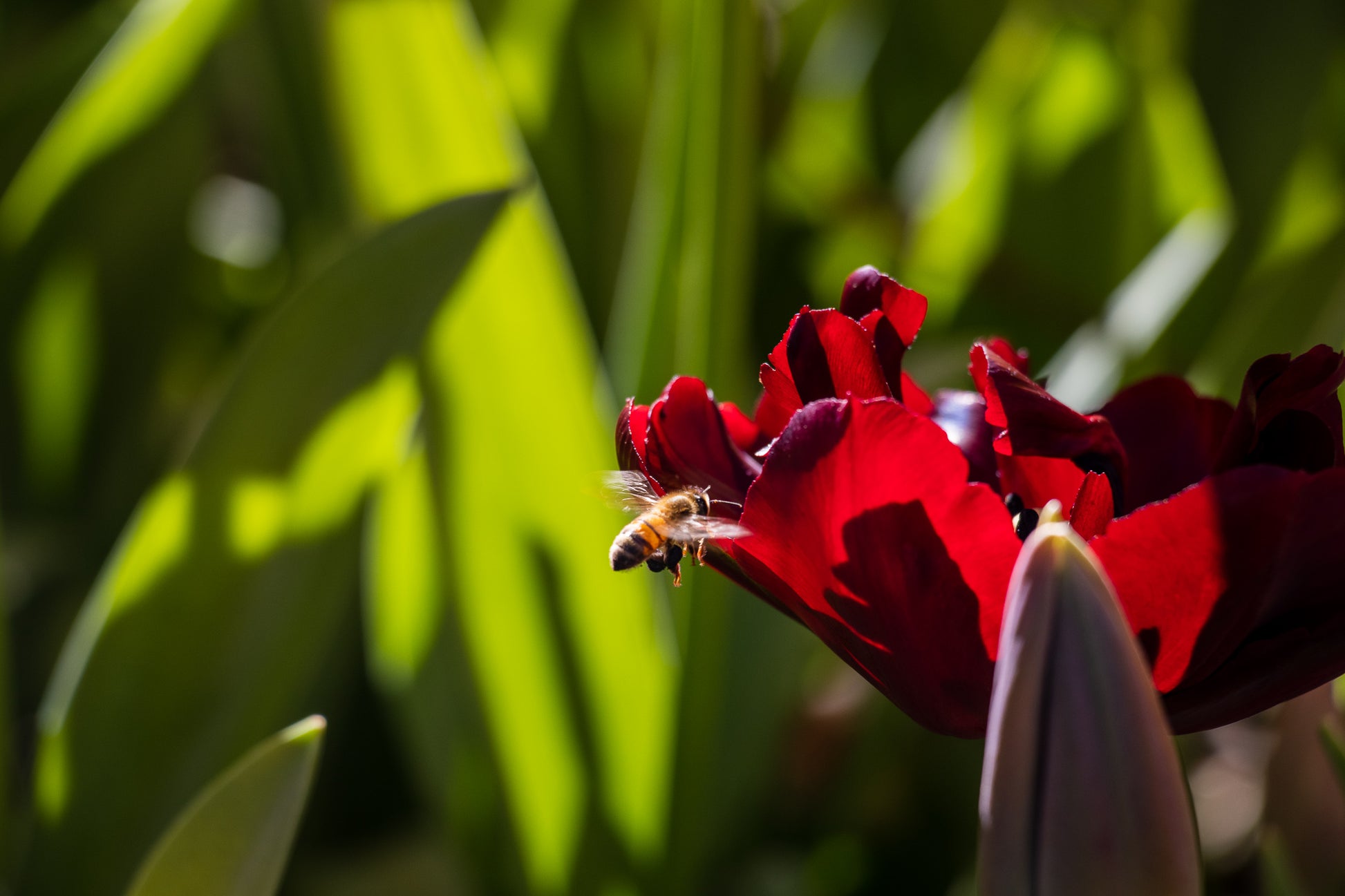 Busy Bee