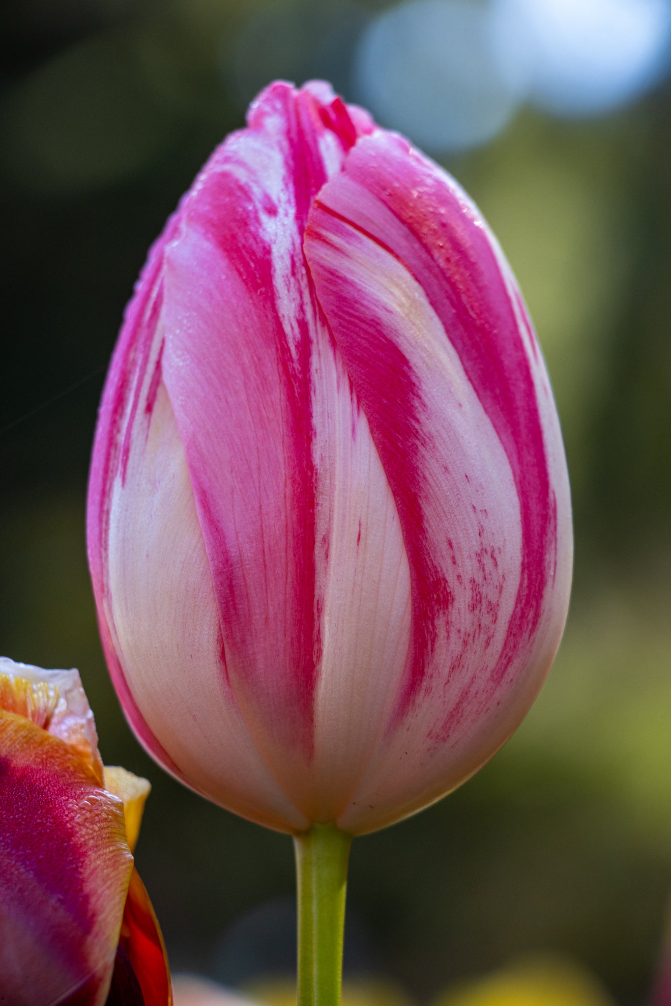 Tulip