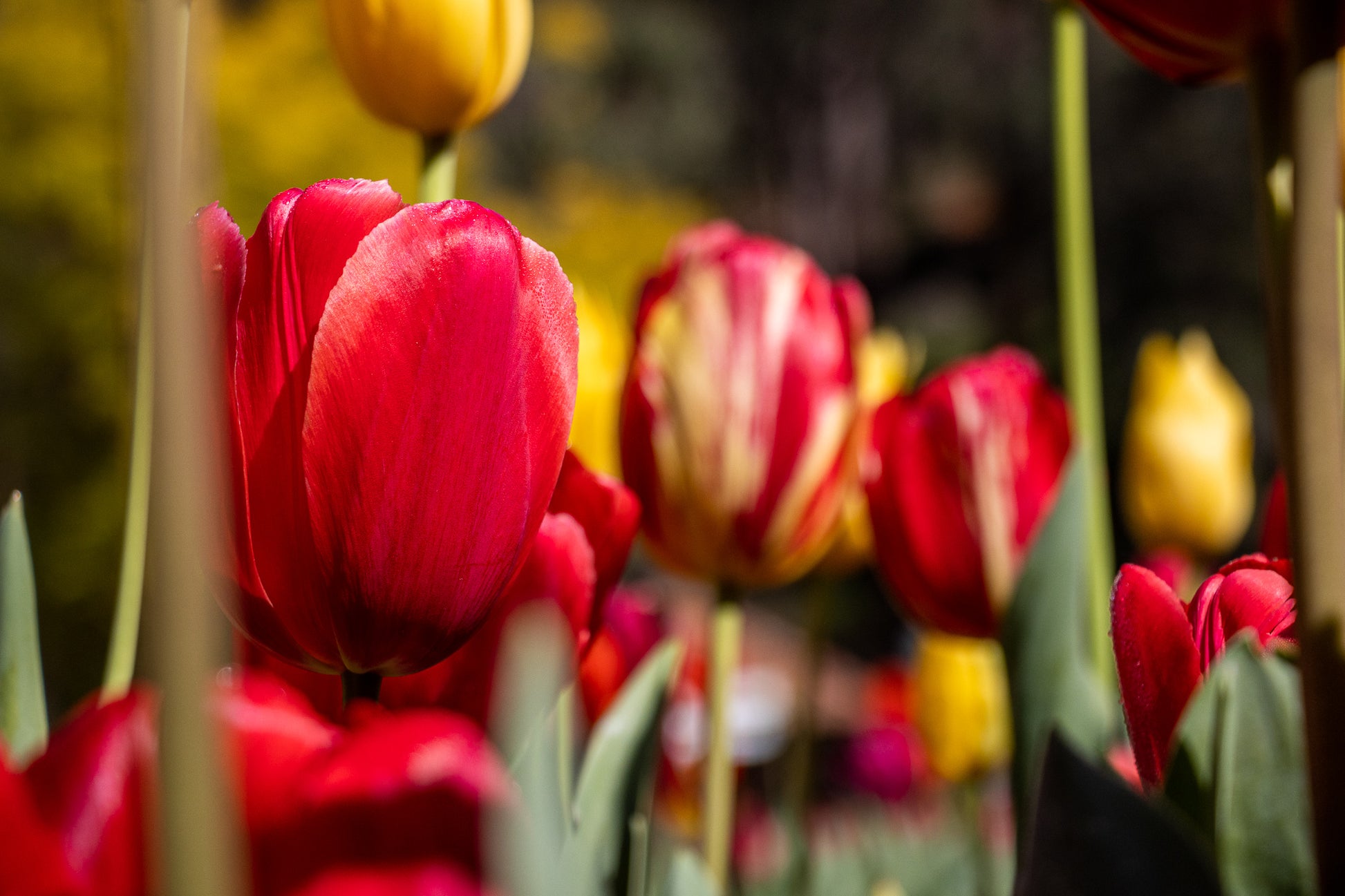 Tulips at Araluen