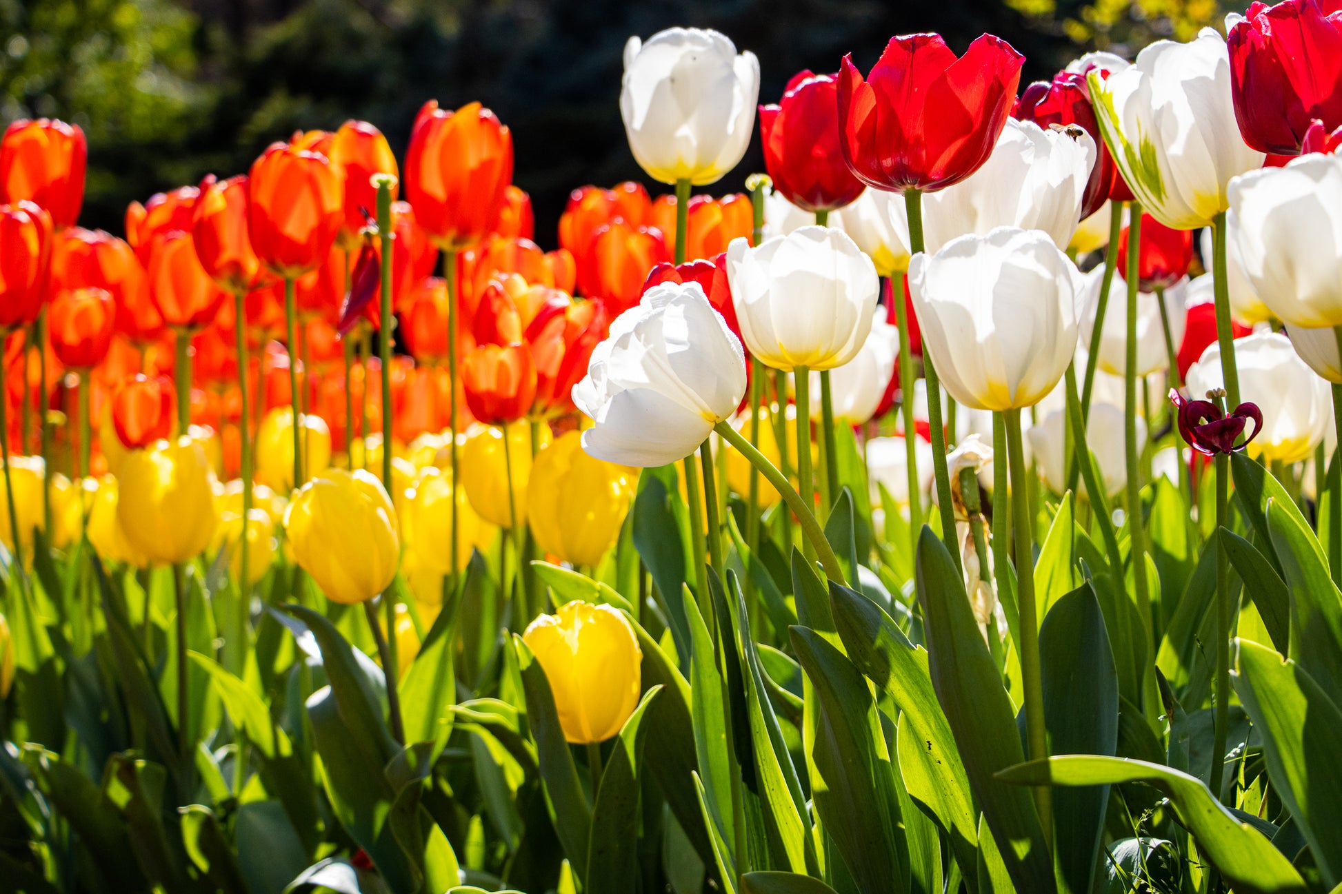Tulip Bed at Araluen