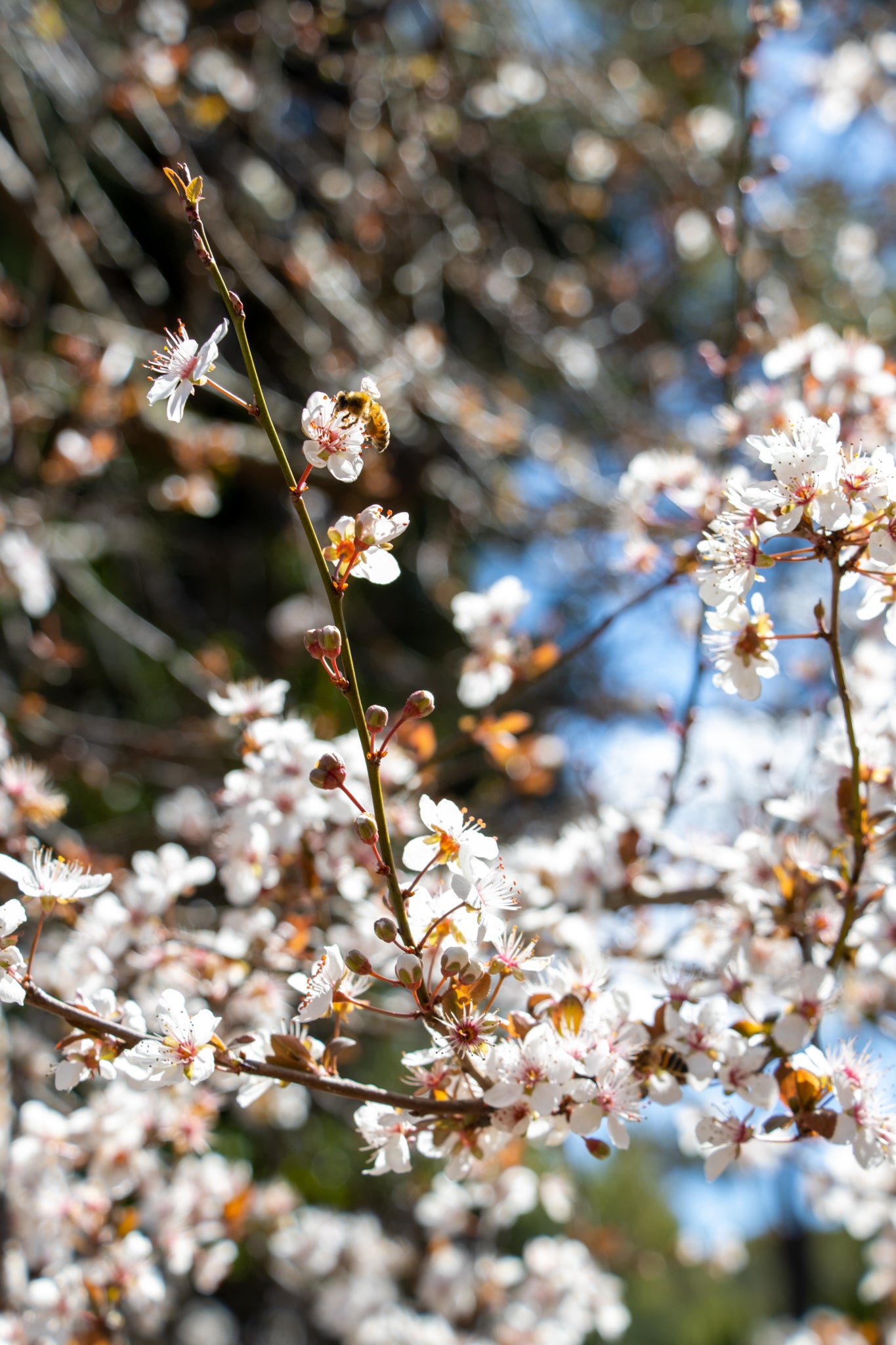 White Blossom