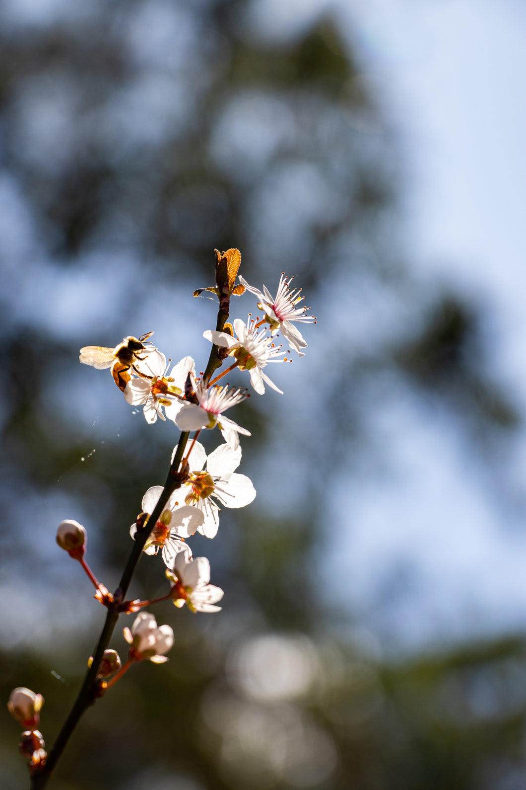 Bee on White Blossom
