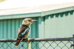 Kookaburra Sitting on the Fence
