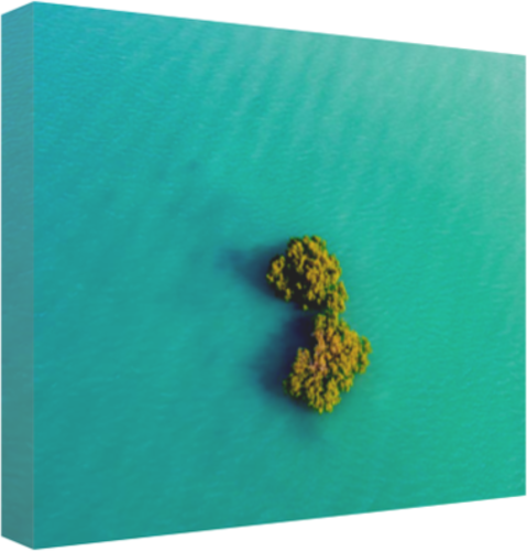 Mangrove Trees in High Tide