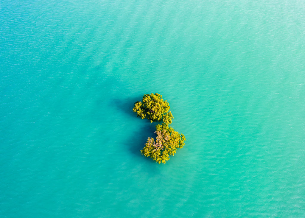 Mangrove Trees in High Tide